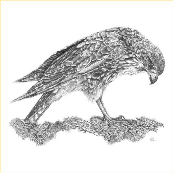 Call Of The Kārearea Thumbnail