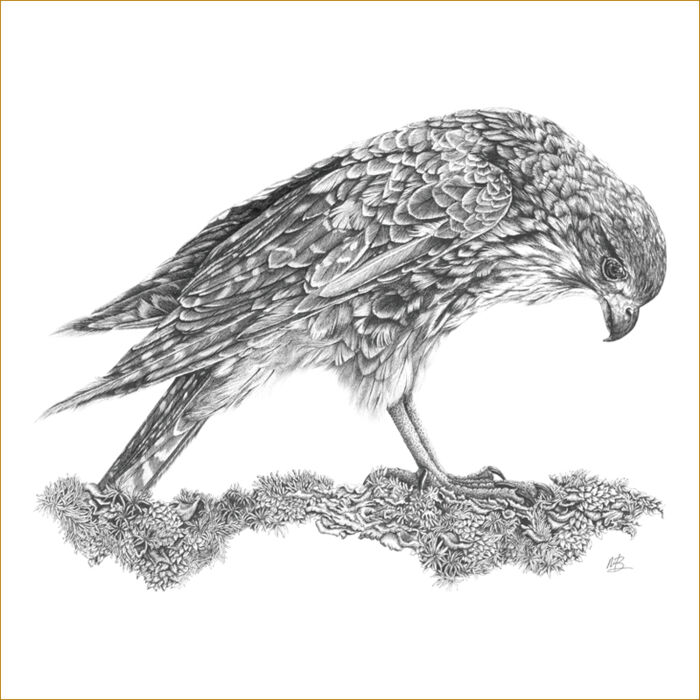 Call Of The Kārearea Thumbnail