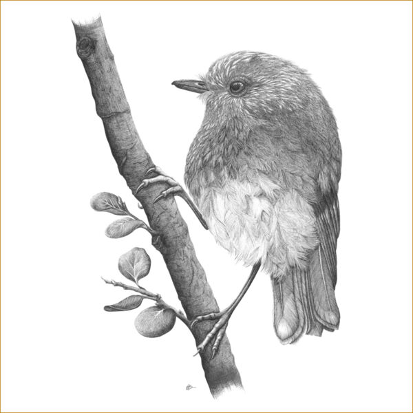 Friendly Toutouwai/NZ Robin  Thumbnail