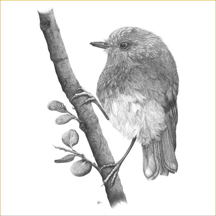 Friendly Toutouwai/NZ Robin  Thumbnail