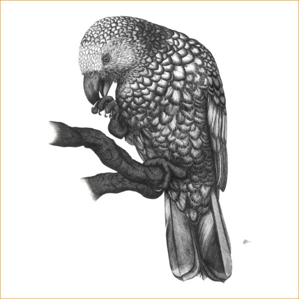 Kaka On A Perch Thumbnail