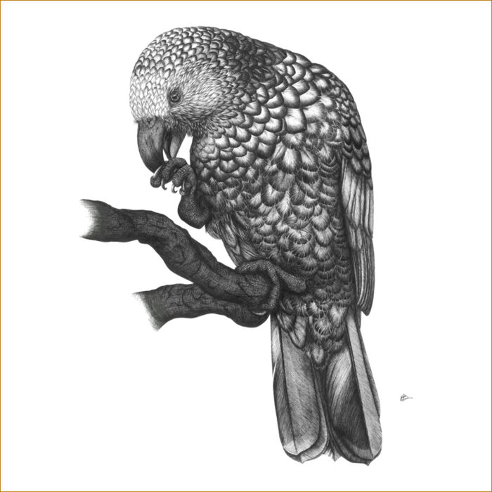 Kaka On A Perch Thumbnail