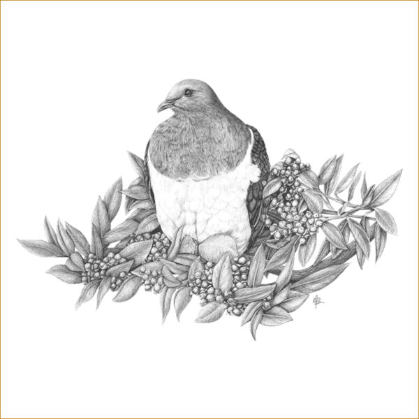 Kereru of Kapiti Thumbnail