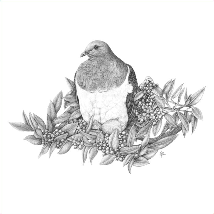 Kereru of Kapiti Thumbnail