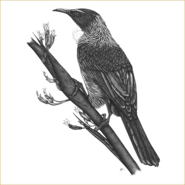 One Tui Thumbnail