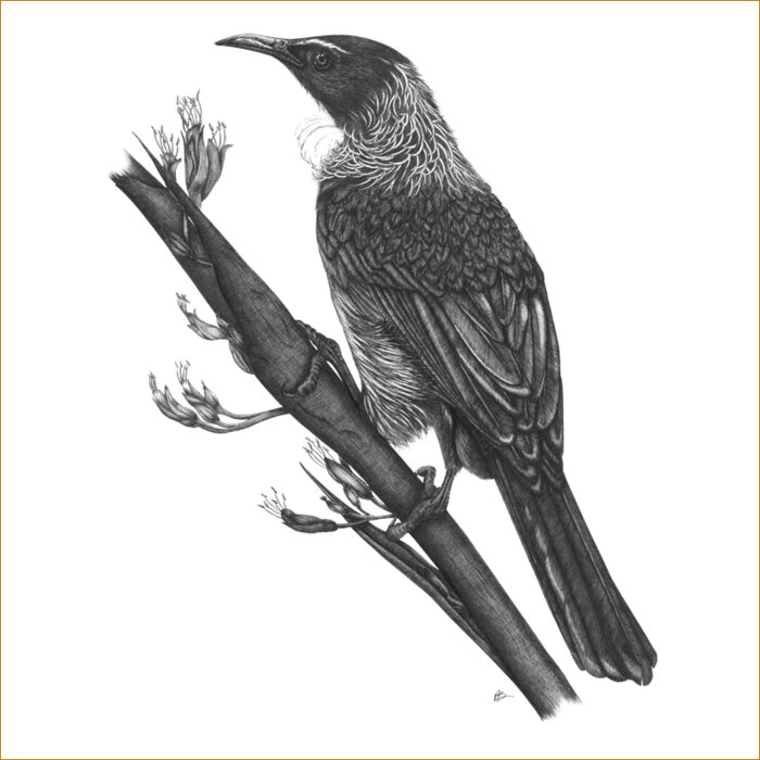 One Tui Thumbnail