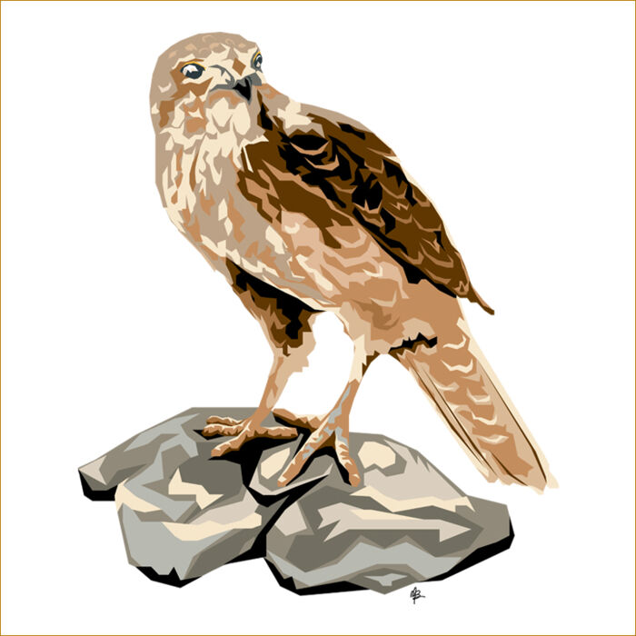 Contemporary Falcon Thumbnail