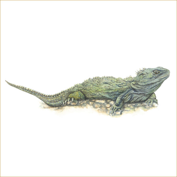 Sunbathing Tuatara Thumbnail