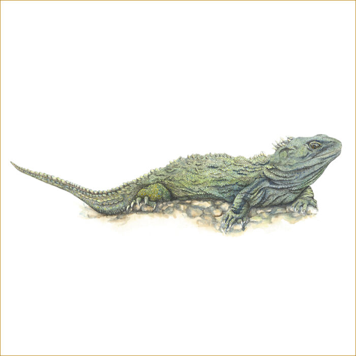Sunbathing Tuatara Thumbnail