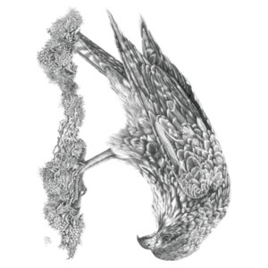 Call Of The Kārearea Design