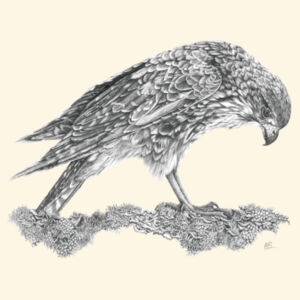 Call Of The Kārearea - AS Colour Carrie Tote Bag  Design