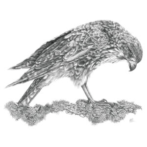 Call Of The Kārearea - AS Colour Kids Youth T shirt Design