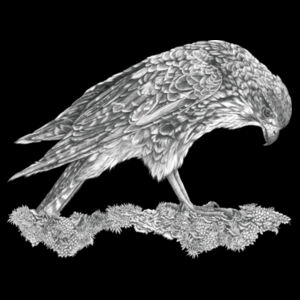 Call Of The Kārearea - AS Colour Womens Premium Hood Design