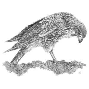 Call Of The Kārearea - AS Colour Womens Maple Tee Design