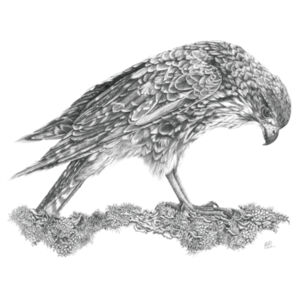 Call Of The Kārearea - AS Colour Womens Mali Tee Design