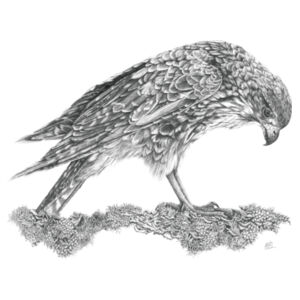 Call Of The Kārearea - AS Colour Mens Staple T shirt Design