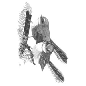 Fantail in the Ferns - Tea Towel Design