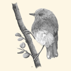 Friendly Toutouwai/NZ Robin  - AS Colour Carrie Tote Bag  Design