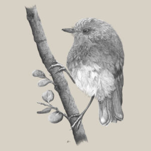 Friendly Toutouwai/NZ Robin  - AS Colour Kids Supply Hoodie Design