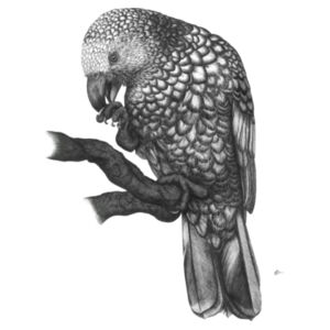 Kaka On A Perch - Tea Towel Design