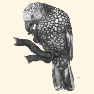 Kaka On A Perch - AS Colour Carrie Tote Bag  Design