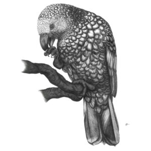 Kaka On A Perch - AS Colour Womens Mali Tee Design