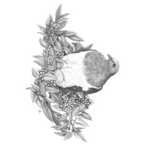 Kereru of Kapiti Design