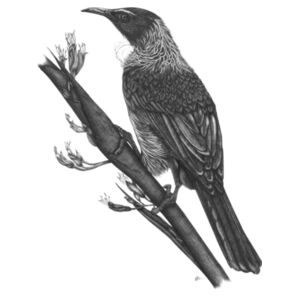 One Tui - Tea Towel Design