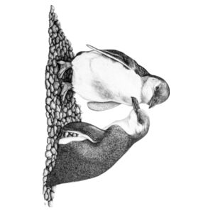 Penguins on the Rocks Design