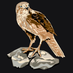 Contemporary Falcon - AS Colour Mens Supply Hood Design