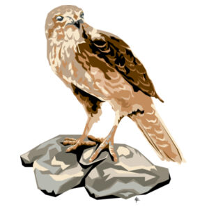 Contemporary Falcon - AS Colour Womens Mali Tee Design