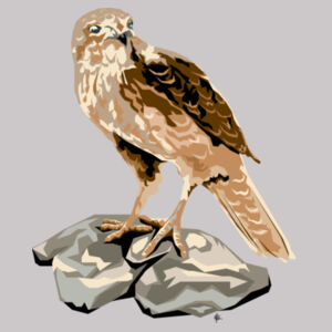 Contemporary Falcon - AS Colour Womens Premium Hood Design