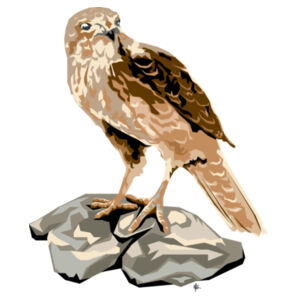 Contemporary Falcon - AS Colour Mens Staple T shirt Design