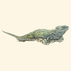 Sunbathing Tuatara - AS Colour Carrie Tote Bag  Design