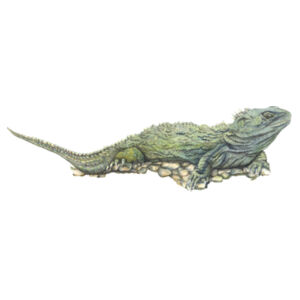 Sunbathing Tuatara - AS Colour Kids Youth T shirt Design