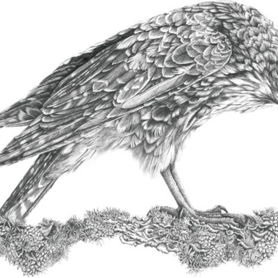 Call Of The Kārearea Thumbnail